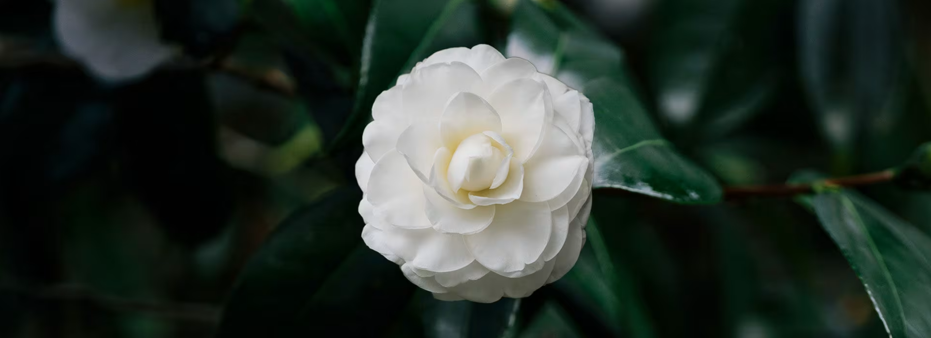 山茶油花開(kāi)